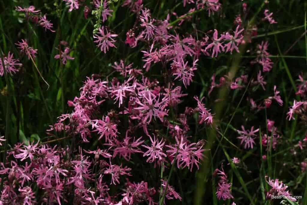 Growing Lychnis