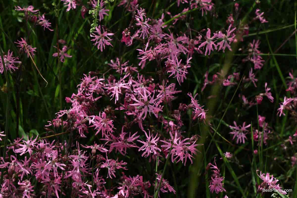 Growing Lychnis