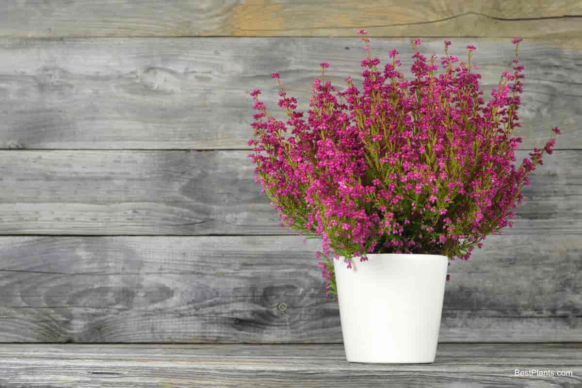 Growing Erica Gracilis