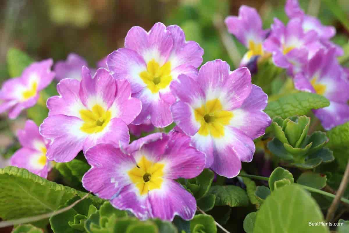 Growing Primula Malacoides