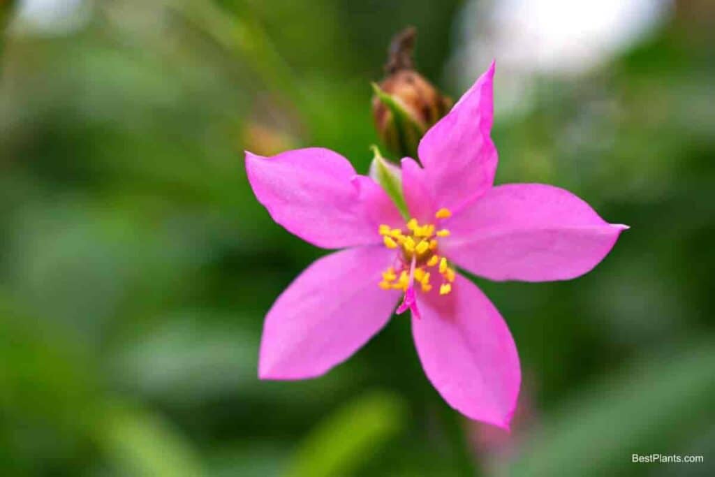 Growing Talinum Paniculatum