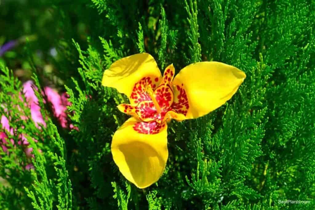 Growing Tigridia Pavonia