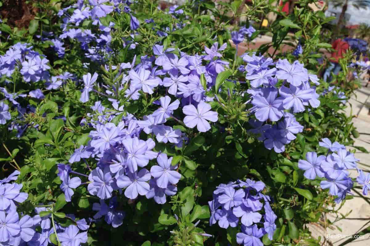 Growing Plumbago