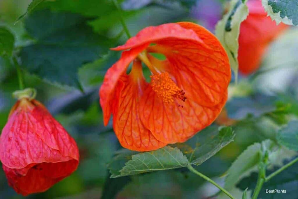 thumbnail image 2 of 15+ Lilac / Lavender Abutilon Flowering Maple Seeds – Perennial (Zones 7-10) Full Sun To Partial Shade 2 of 6