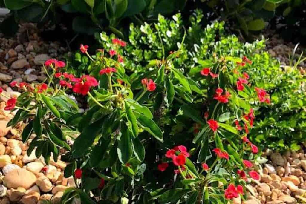 Blooming Crown of Thorns
