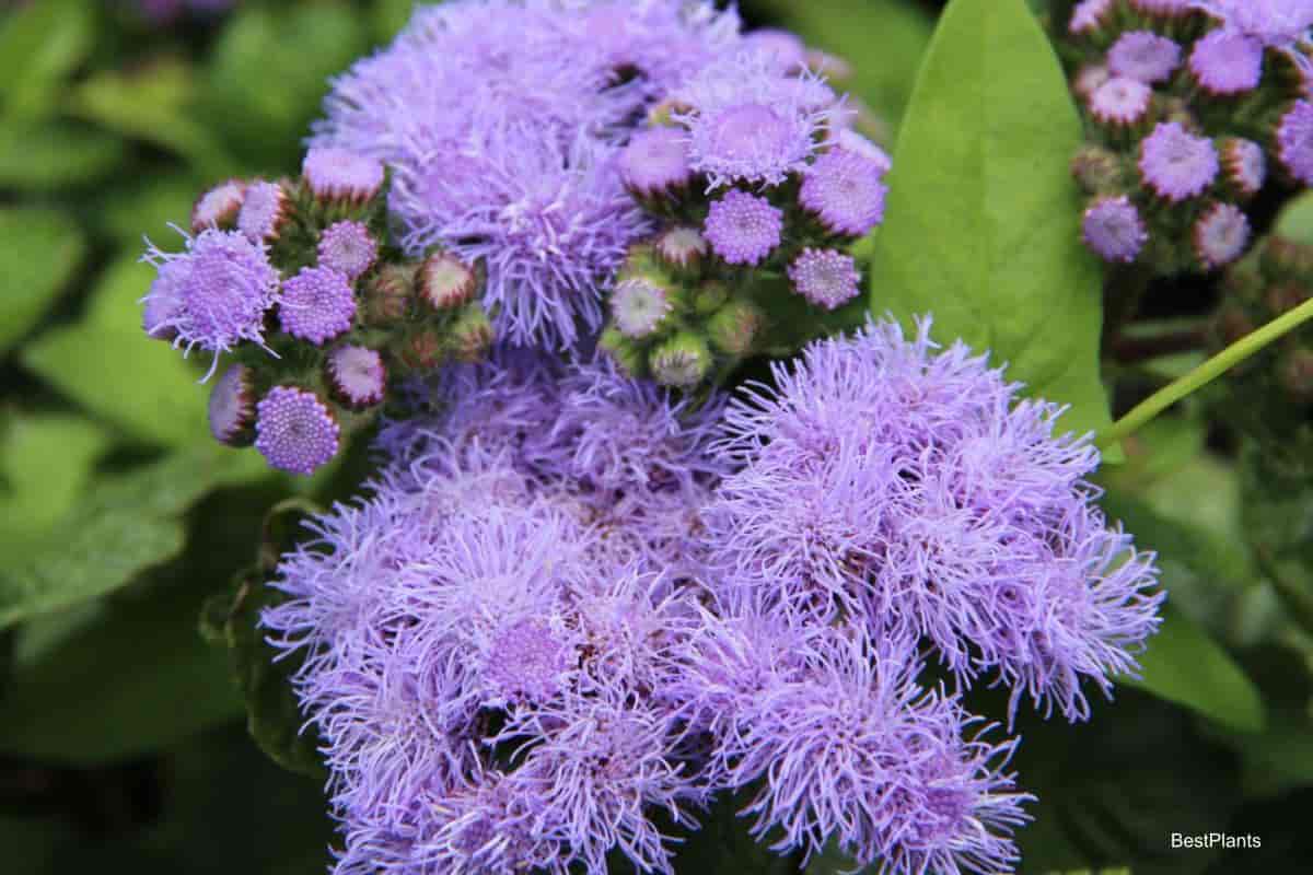 flowering ageratum