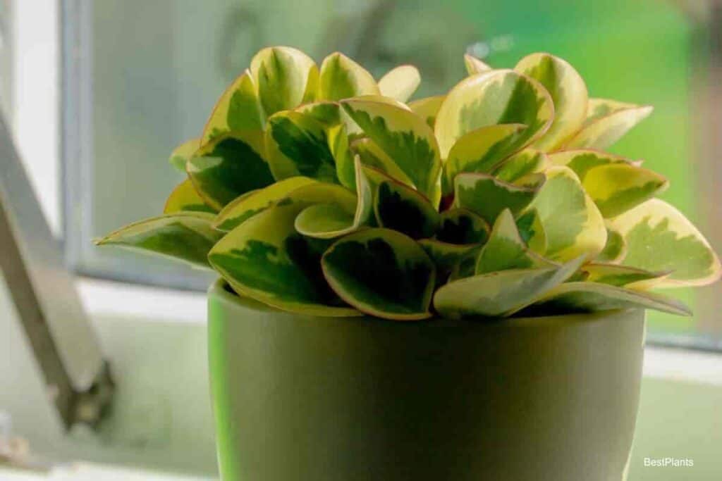 Growing Peperomai Obtusifolia