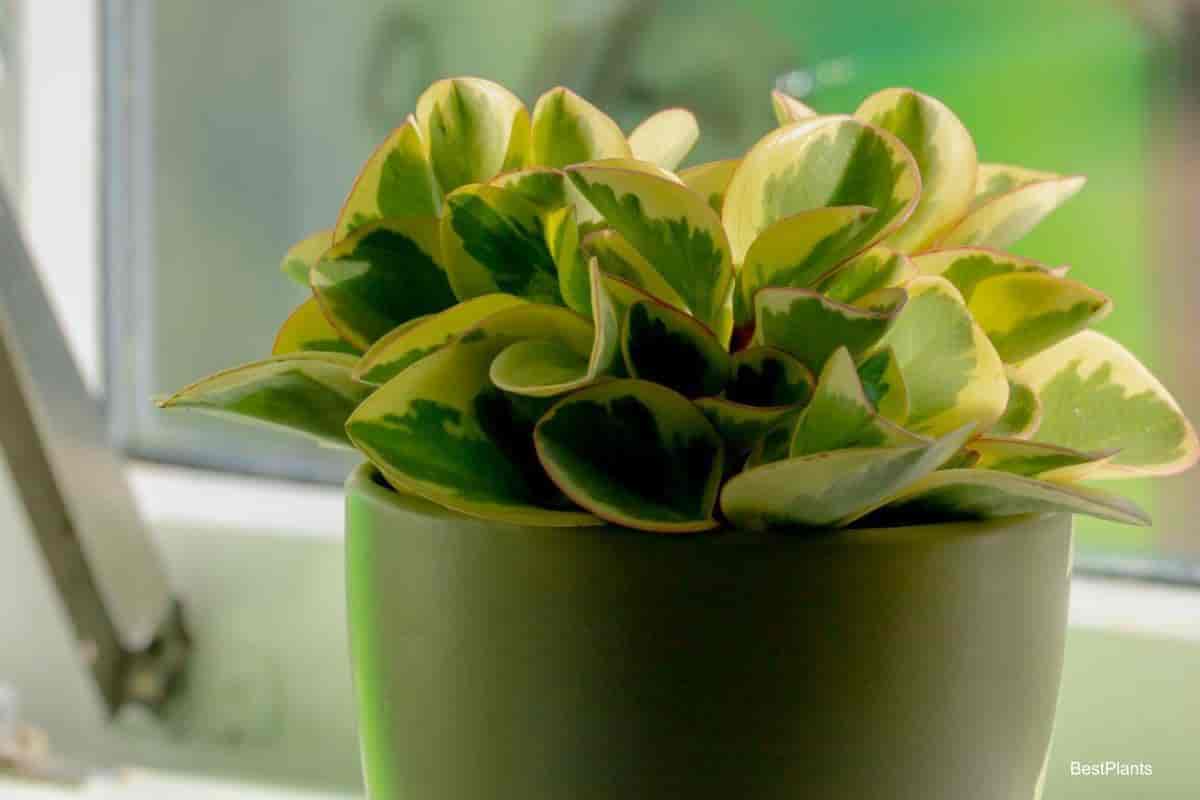 Growing Peperomai Obtusifolia