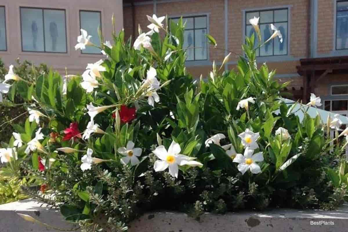 Growing Dipladenia