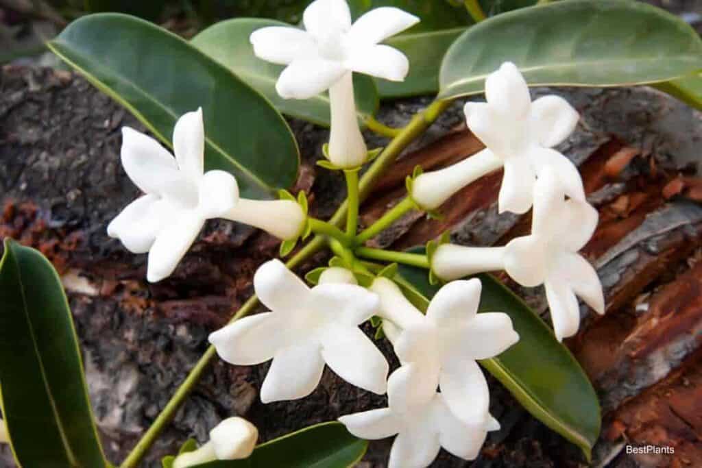 Growing Stephanotis Vines