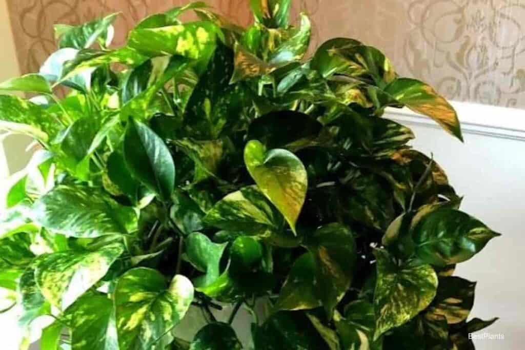 Growing Pothos