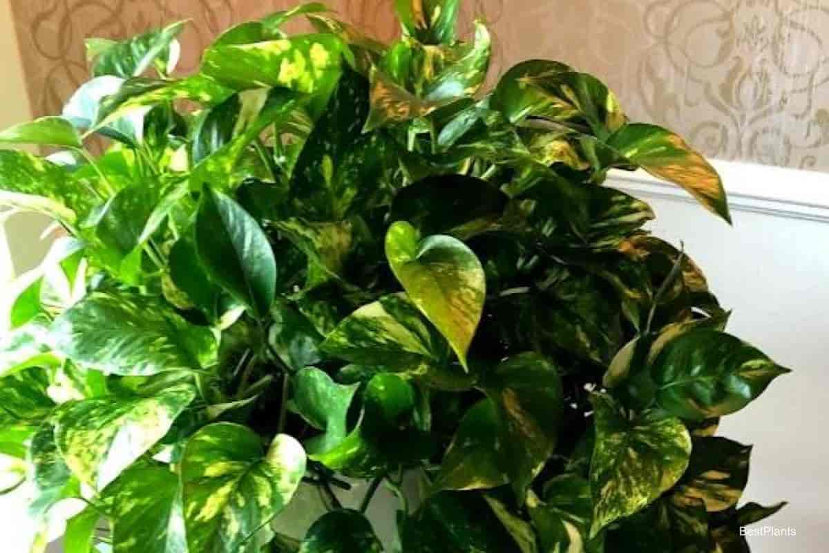 Growing Pothos