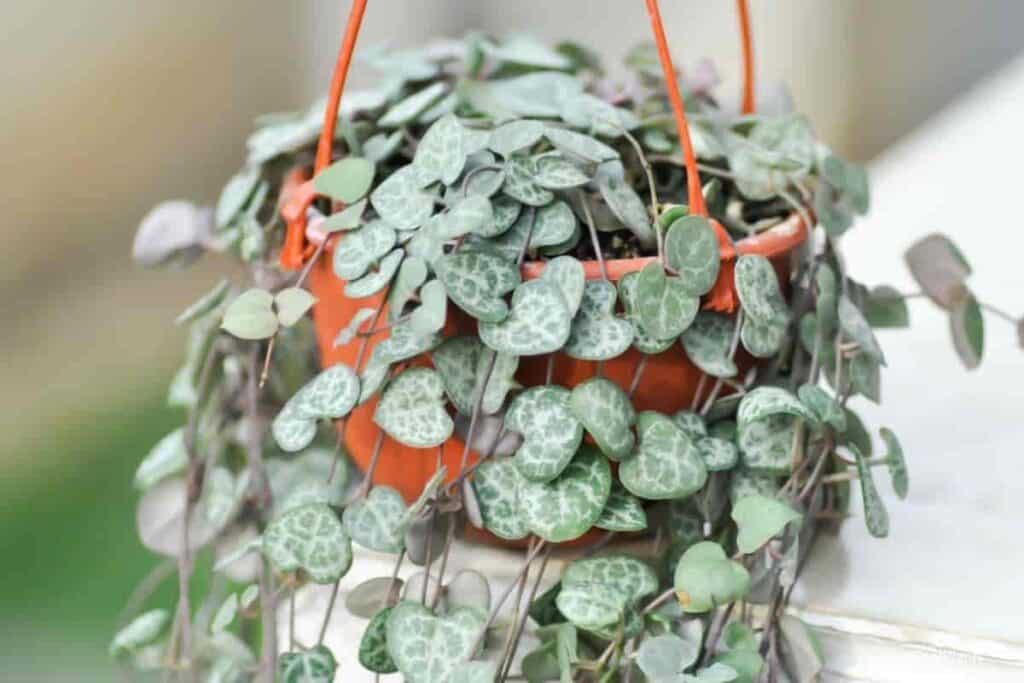 Growing Ceropegia Woodii