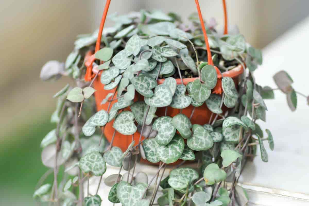 Growing Ceropegia Woodii
