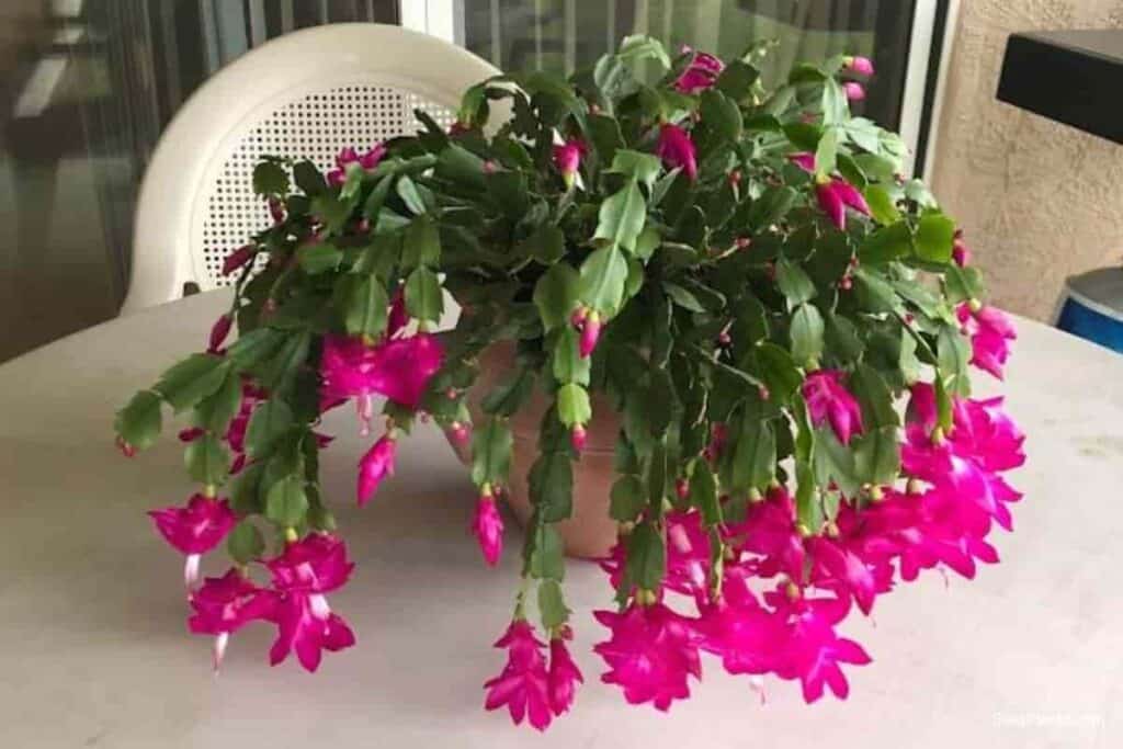 Fertilizer for Christmas Cactus
