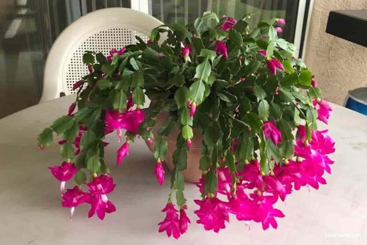 Fertilizer for Christmas Cactus