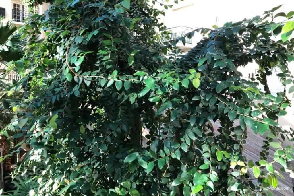 Growing Ficus Pumila