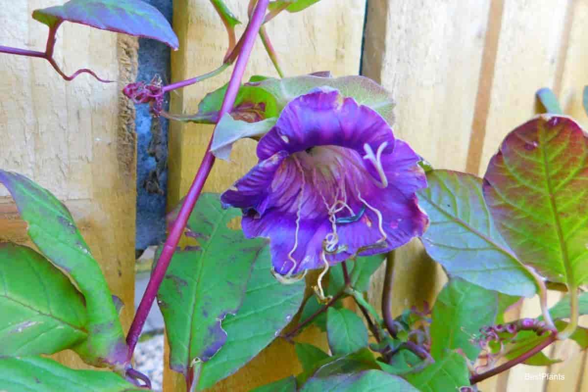 Growing Cobaea Scandens