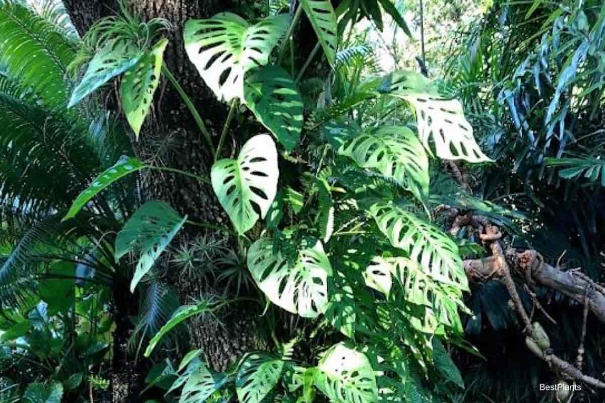 Growing Monstera Fredrichstalii