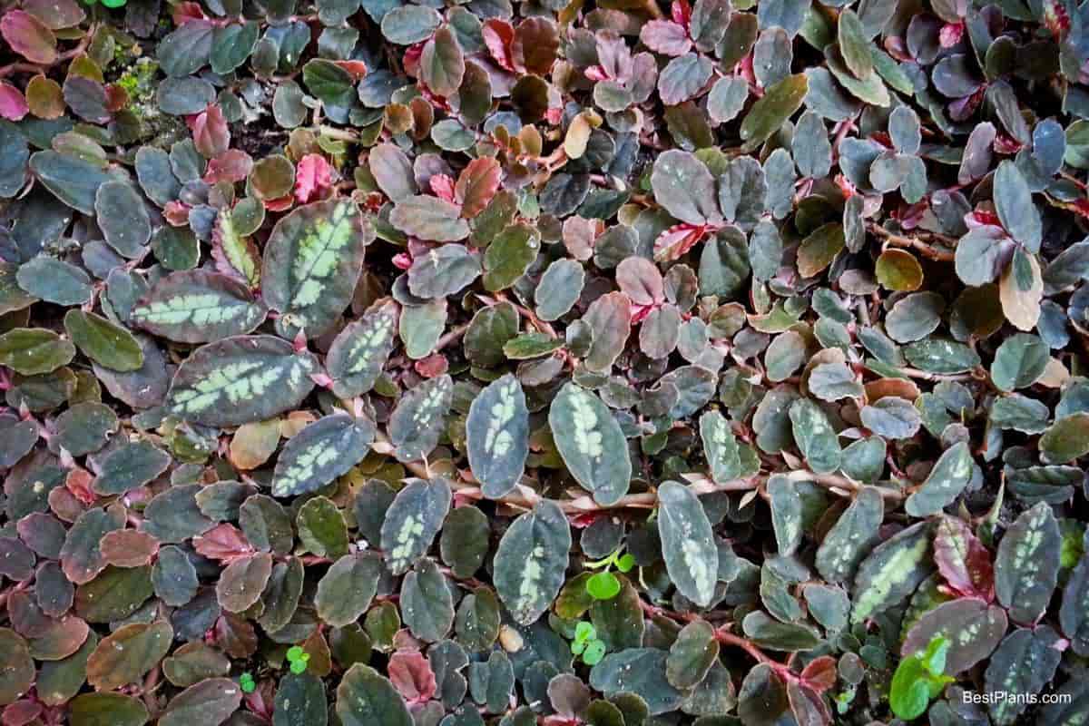 Growing pellionia