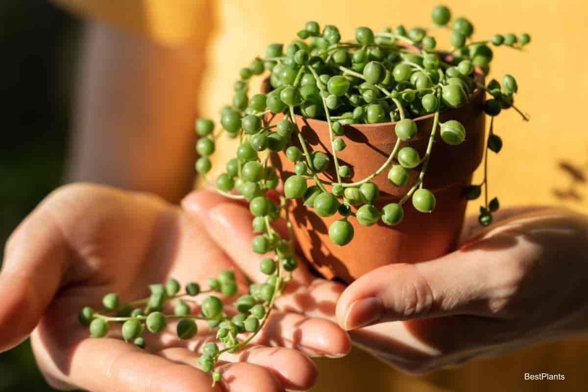 Growing Senecio Rowleyanus