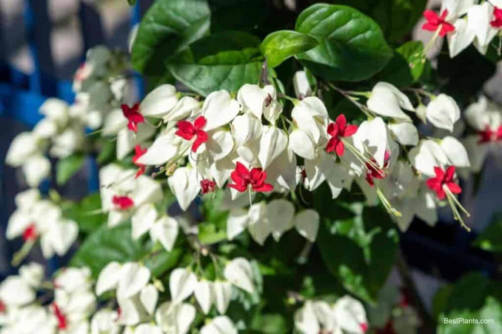 Growing Clerodendrum Thomsoniae