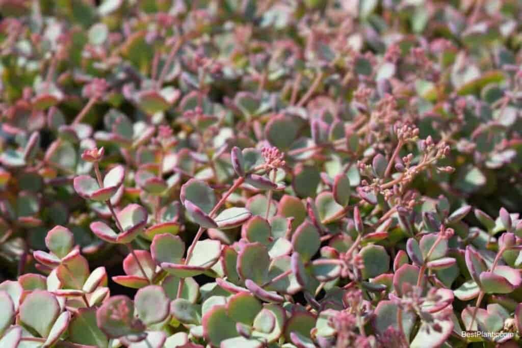 Growing Sedum Sieboldii