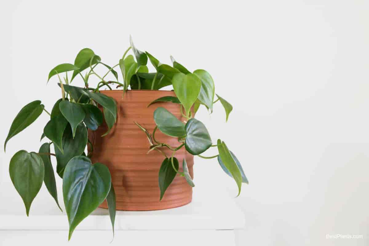 Growing Philodendron Scandens