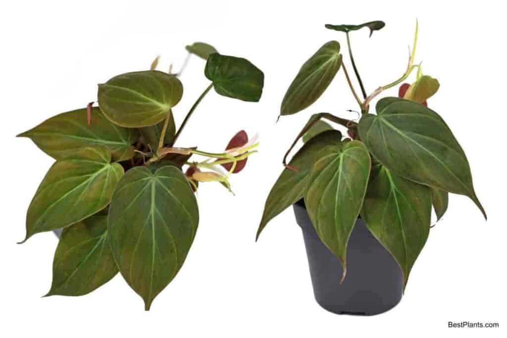 Growing Philodendron Micans