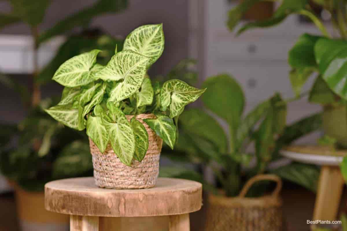 Growing Syngonium Podophyllum