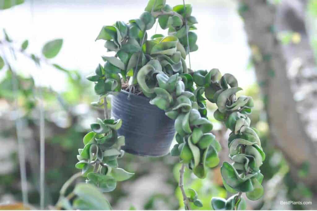 Growing Hoya Carnosa