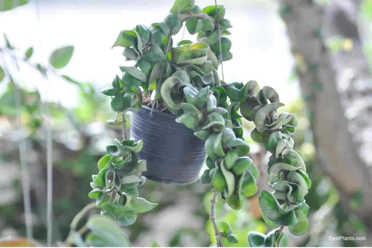 Growing Hoya Carnosa