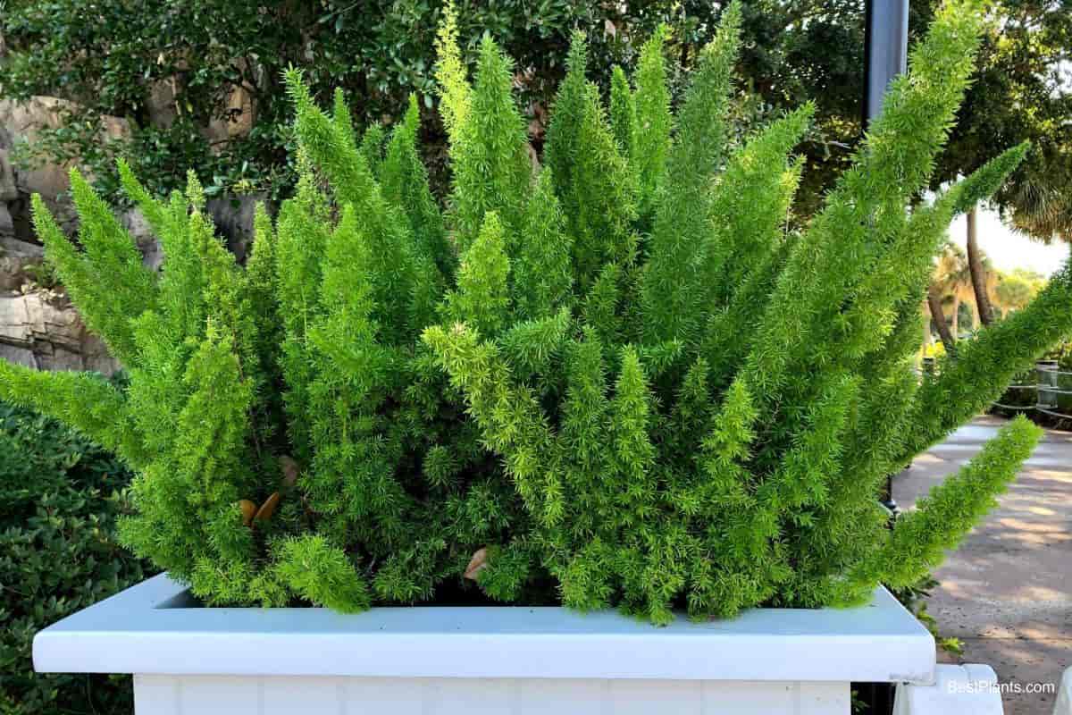 Growing Asparagus Meyeri