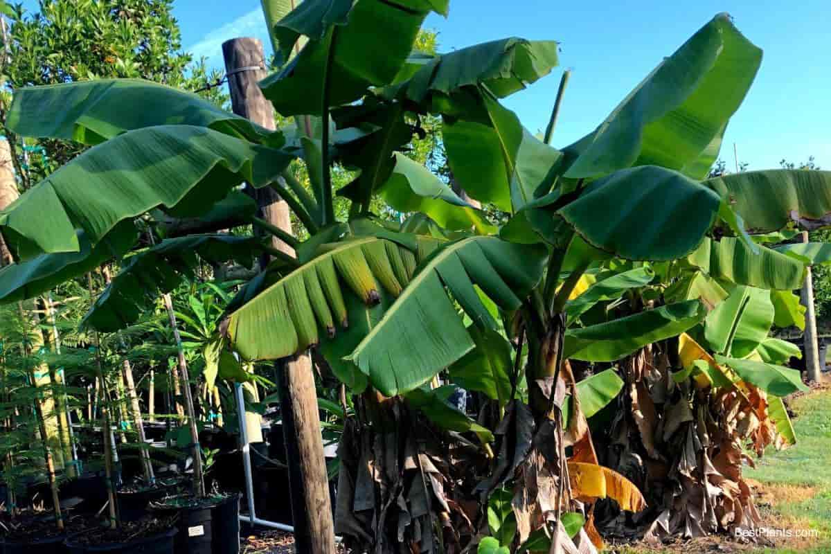 Growing Musa plant