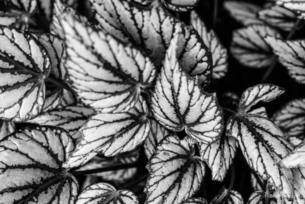 Growing Rex Begonias