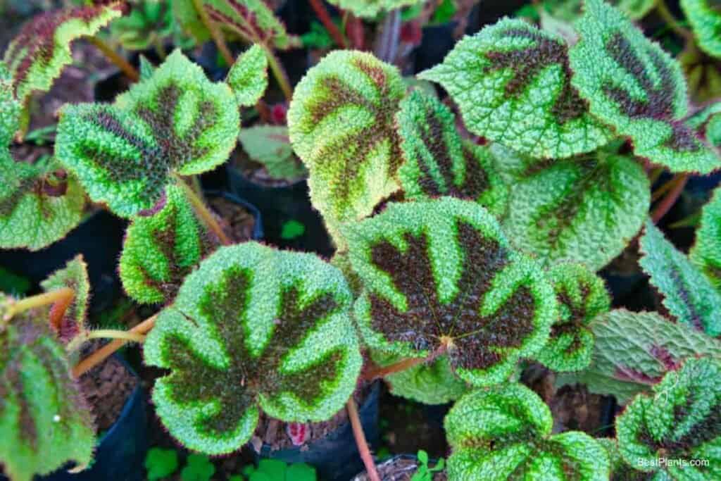 Growing Iron Cross Begonia
