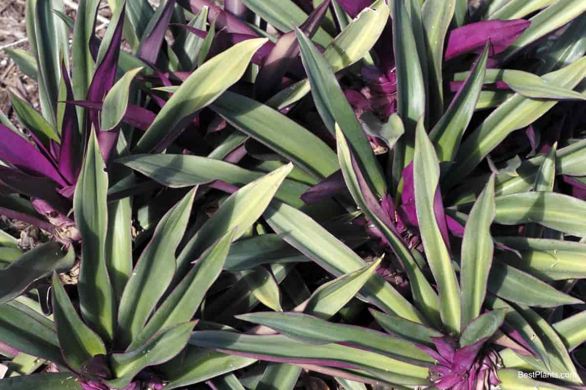Growing Rhoeo Spathacea