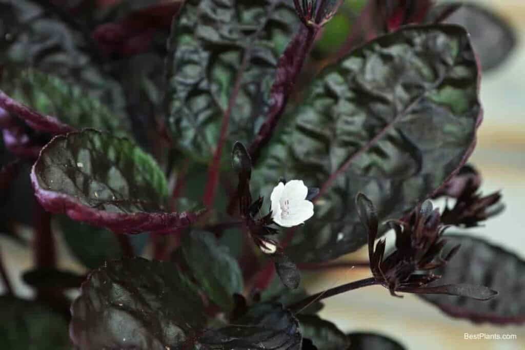 Growing Hemigraphis Alternata