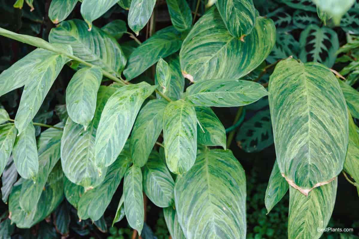 Growing Ctenanthe Lubbersiana