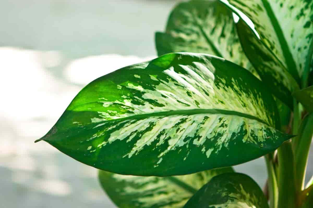Growing Dieffenbachia