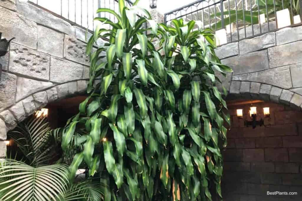 Growing Dracaena Fragrans