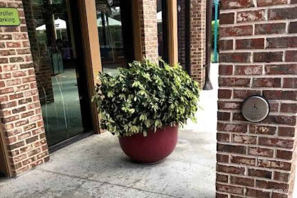 Growing Schefflera Arboricola