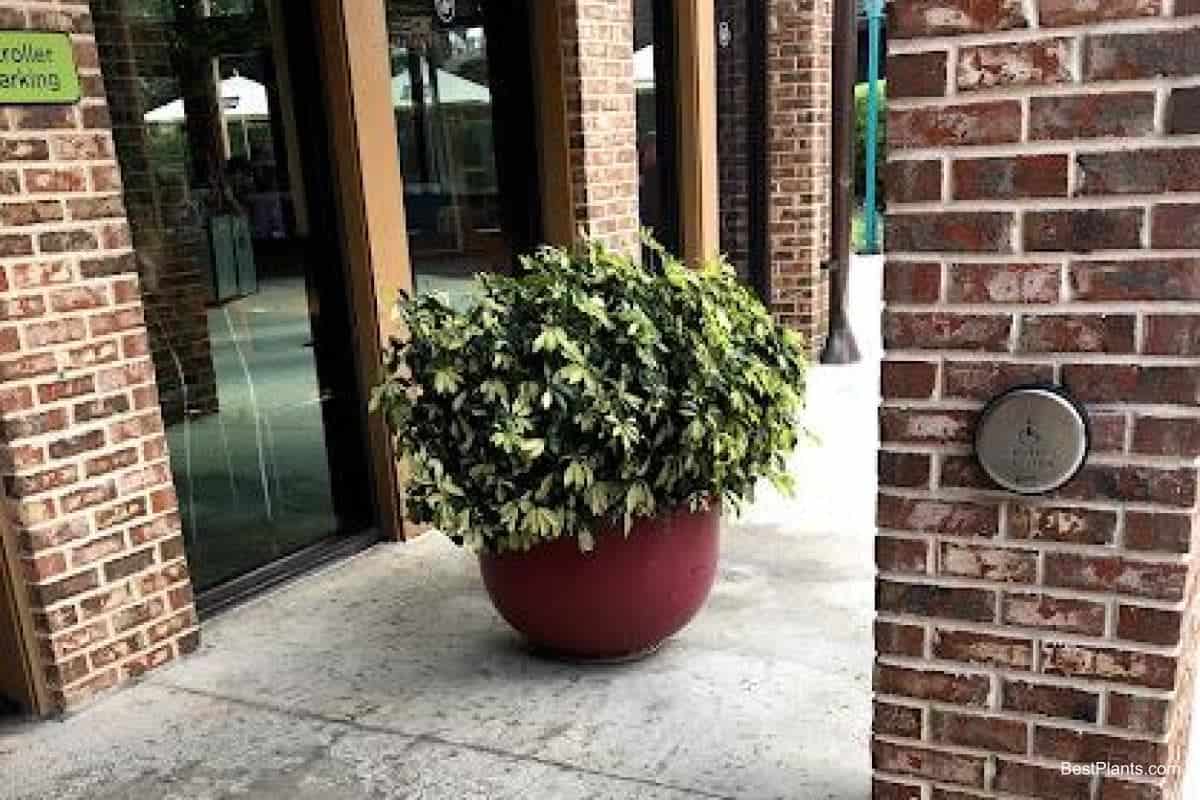 Growing Schefflera Arboricola