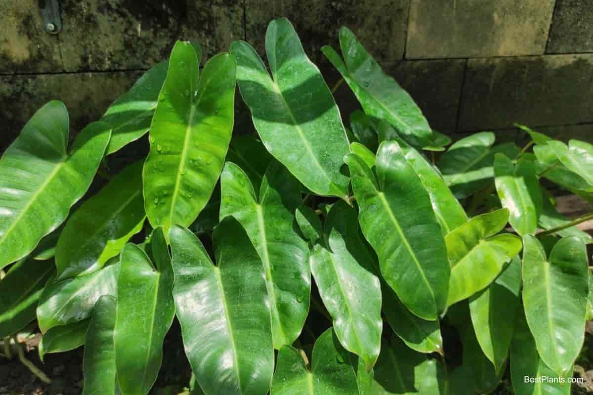 Growing Philodendron Erubescens