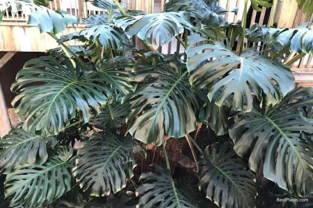 Growing Monstera Deliciosa