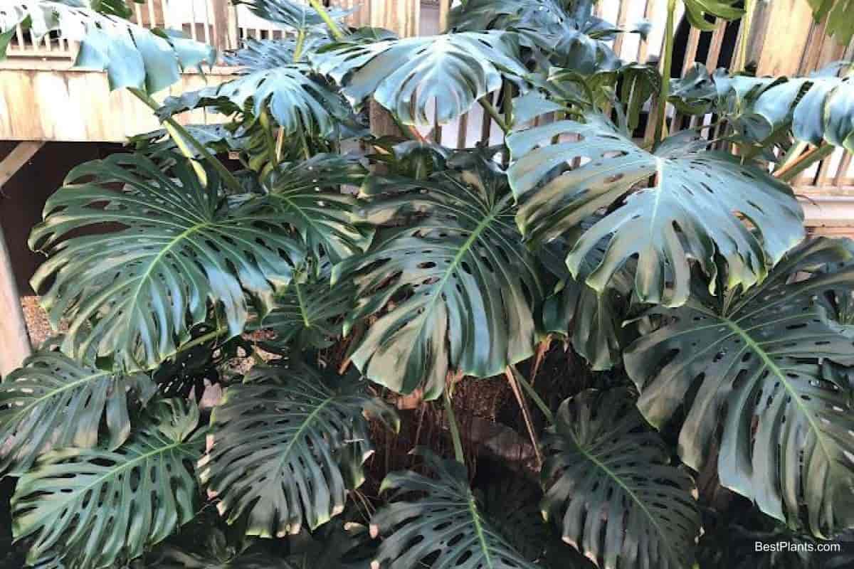 Growing Monstera Deliciosa