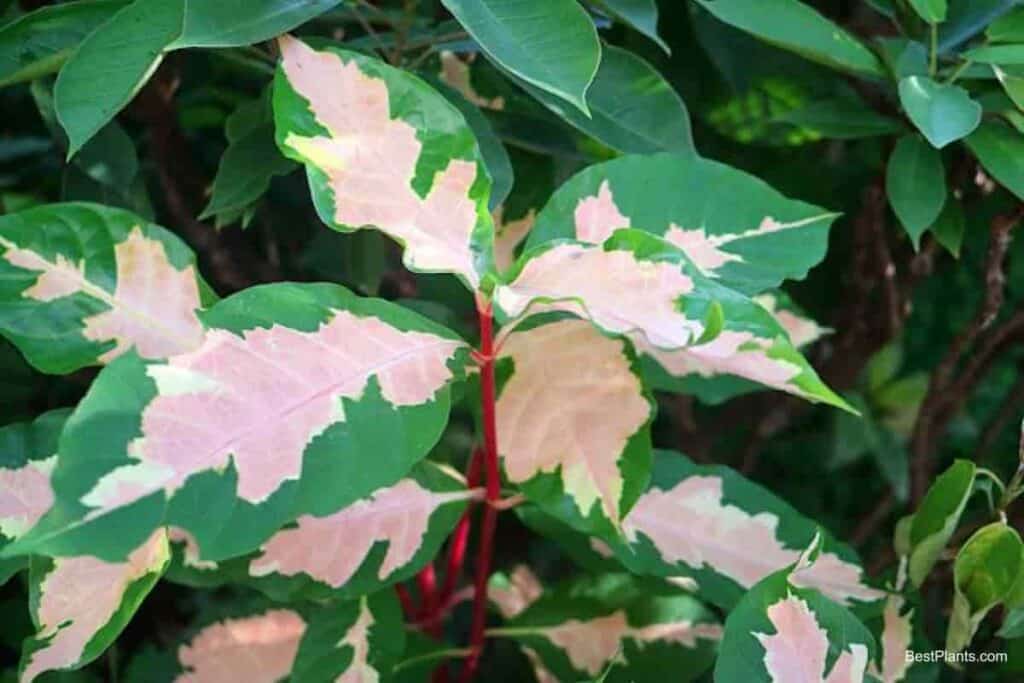 Growing Graptophyllum Pictum