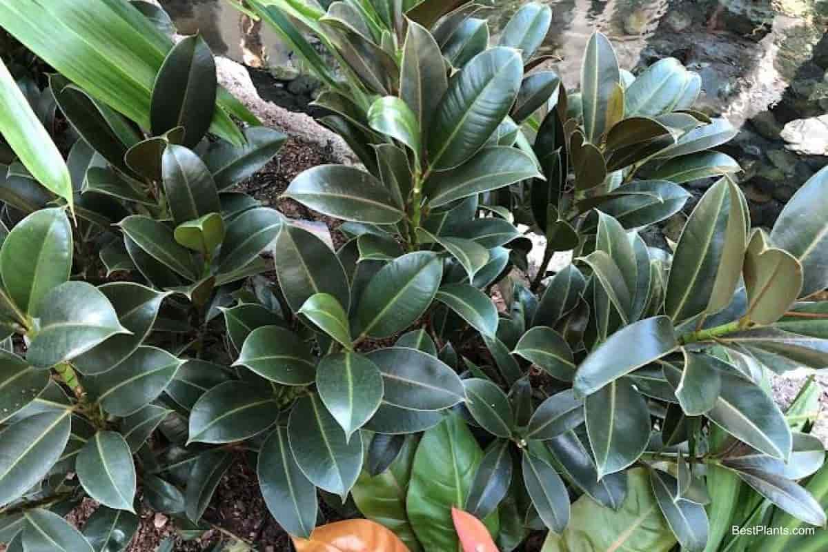 Growing Ficus Elastica