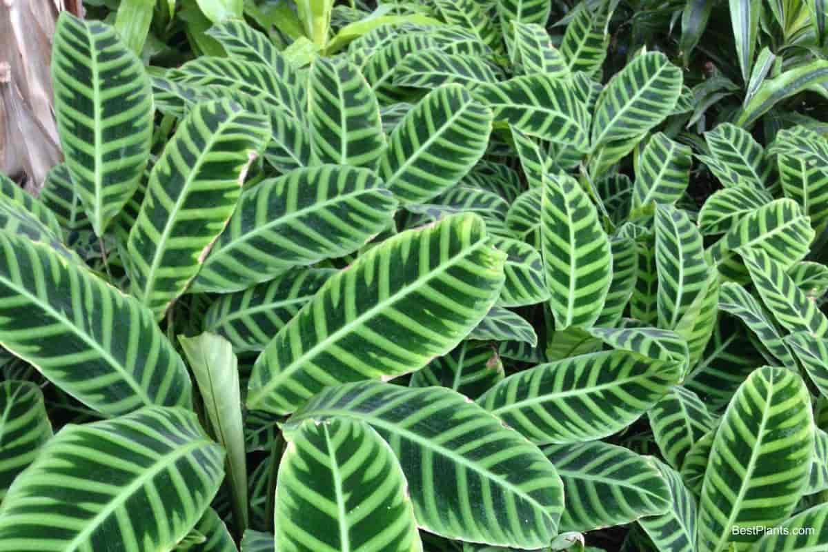 Growing Calathea Zebrina