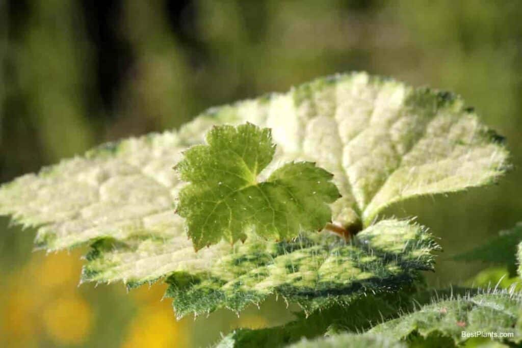 Growing Tolmiea Menziesii